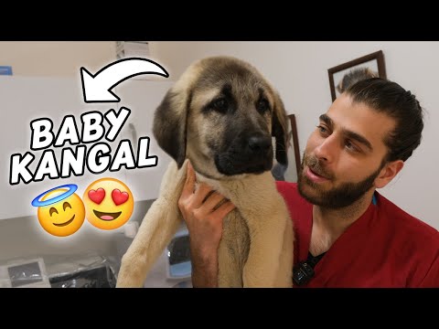 Видео: 2-месячный большой мальчик! 😍 (Его папа 115 кг! 😱)
