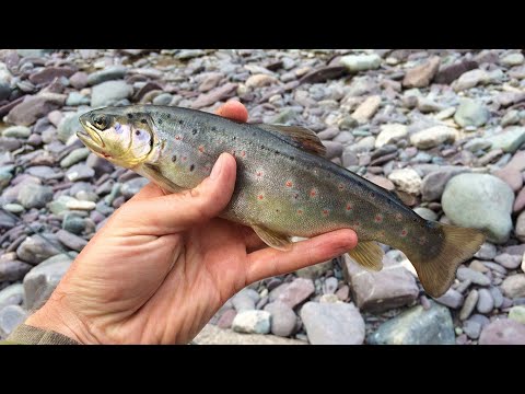 Видео: Ловля дикой форели. Рыбалка на горной реке в Кыргызстане.