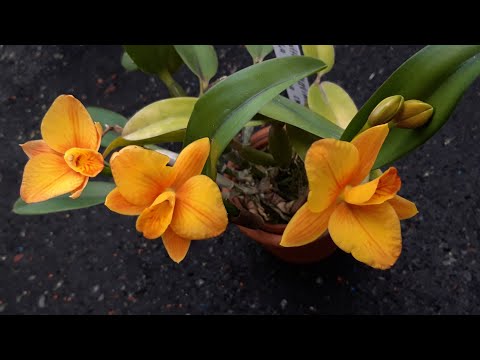 Видео: Цветение орхидей в феврале.  Первое цветение орхидеи Laelia rubescens, Целогина кристата другие.