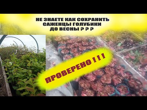 Видео: Как укрыть и хранить саженцы молодой голубики зимой.ПРОВЕРЕНО!!!