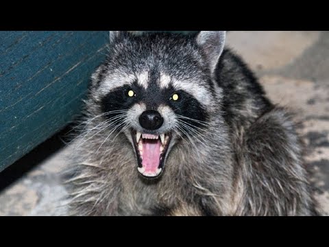 Видео: Как кричит Лиса, Койот, Рысь, Енот, Ёж. Голоса животных, которые вы не слышали