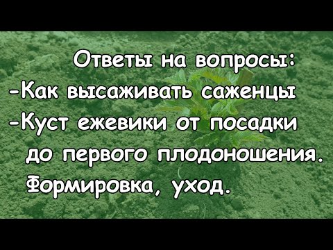 Видео: Как я высаживаю саженцы. Куст от посадки до первого плодоношения