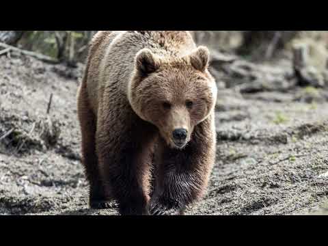 Видео: Baldurs Gate 3 - это обман, подумайте перед покупкой!