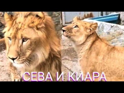 Видео: Лев СЕВА. Хроники оккупации столовой🦁