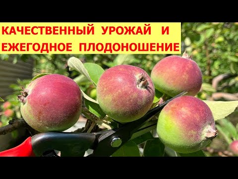 Видео: Нормировка урожая яблони и груши