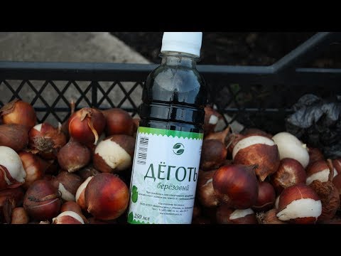 Видео: Сажаем тюльпаны с дегтем от мышей по инструкции