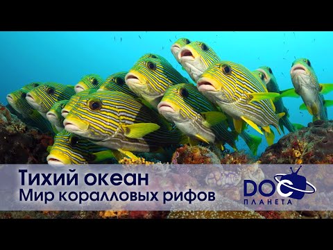 Видео: Тихий океан  - Часть 1.Мир коралловых рифов - Документальный фильм