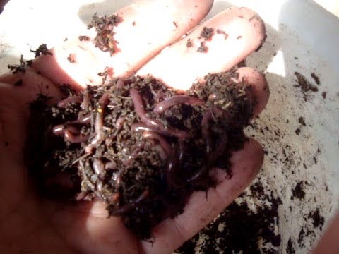 Видео: 1500 червей от одного червя в год - миф или реальность? Эксперимент. Ч.2.