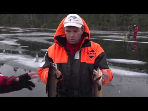 Видео: Ловля арктического гольца в Швеции