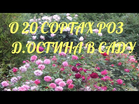 Видео: ОБЗОР РОЗ Д.ОСТИНА В САДУ 2022.Более 20 сортов.Часть1.