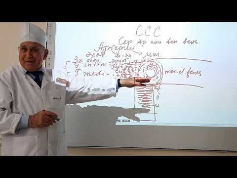 Видео: Гистология. Сердечно-сосудистая система (1-часть). Садриддинов А.Ф # ТашПМИ