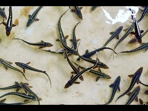 Видео: Купил малька русско ленского осетра