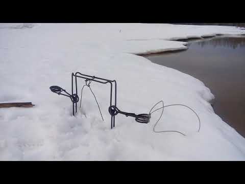 Видео: Пружинный предохранитель для проходных капканов.