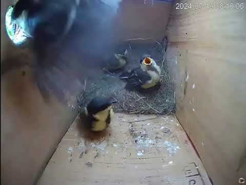 Видео: Наконец, синицы покинули дом 🐦🐦🐦🐦🐦🏠😃 - Венгрия HU