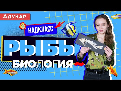 Видео: Надкласс РЫБЫ | Зоология | Тип Хордовые | Биология ЕГЭ, ЦТ, ЦЭ | Уроки по биологии кратко и наглядно