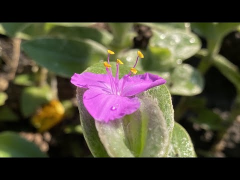 Видео: ОБЫЧНО МЫ ВЫРАЩИВАЕМ ЕЁ НА НАШИХ ПОДОКОННИКАХ.  А ОКАЗЫВАЕТСЯ СИЛЛАМОНТАНА...