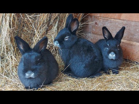 Видео: БОЛЬШОЕ СВЕТЛОЕ СЕРЕБРО🐰ОТСАДКА КРОЛЬЧАТ ОТ КРОЛЬЧИХИ🐇