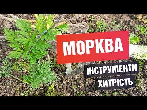 Видео: Як сію моркву? Інструменти, хитрість для зручної обробки.