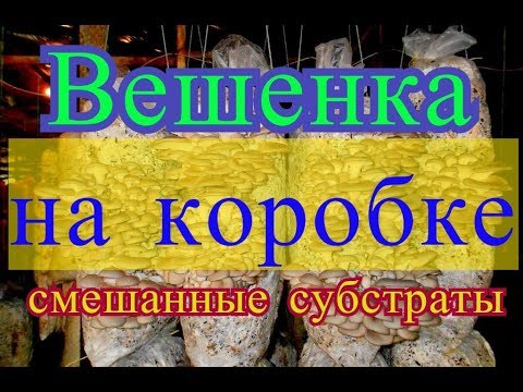 Видео: Отчет про Экспериментальные Грибные Блоки Вешенка на Листьях Соломе Опилках Смешанный Субстрат