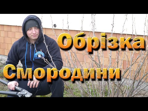 Видео: Обрезка черная смородина