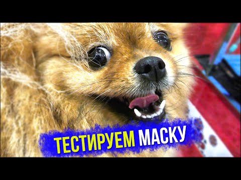 Видео: Шпиц Бэлла тестирует маску увлажняющую для шерсти собак Agree’s. Уход за шпицем дома
