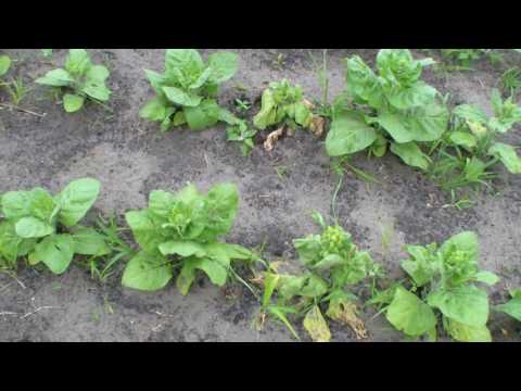 Видео: Вершкование махорки. Пасынкование. Перевязывание цветоноса. Корневая гниль.