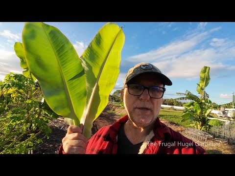 Видео: Сравнение растений банана Blue Java и Namwa. С бонусными кадрами в конце.