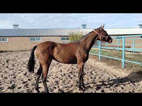 Видео: Песня ( Рашинг Дрим-Паранея Оби) коб 24 года . Продается тел 89883400208