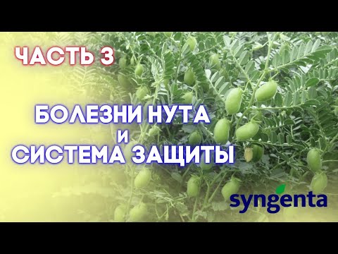 Видео: НУТ | Часть 3 | Прогрессивный взгляд на технологию возделывания нута от посева и до уборки |