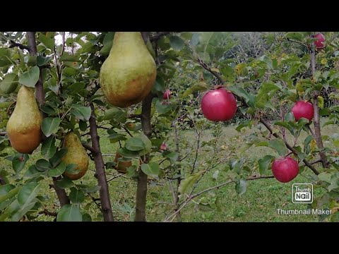 Видео: Краткий осмотр сада.#дача#сад#яблоня