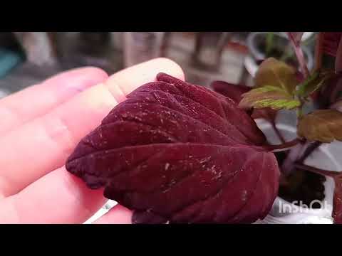 Видео: Колеусы - новинки моей коллекции. 27 сортов с названиями.