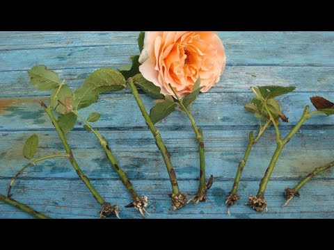 Видео: ОБРЕЗКА РОЗ ОСЕНЬЮ и ЛУЧШИЙ МЕТОД ЧЕРЕНКОВАНИЯ🌱🌹100% ПРИЖИВАЕМОСТЬ