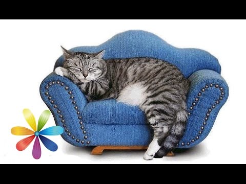 Видео: Делаем удобное спальное место для вашего питомца! - Все буде добре - Выпуск 592 - 30.04.15