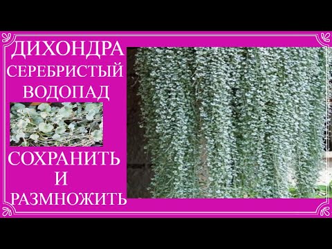 Видео: Дихондра Серебристый водопад. Как сохранить в зиму. Несколько способов сохранения и размножения.