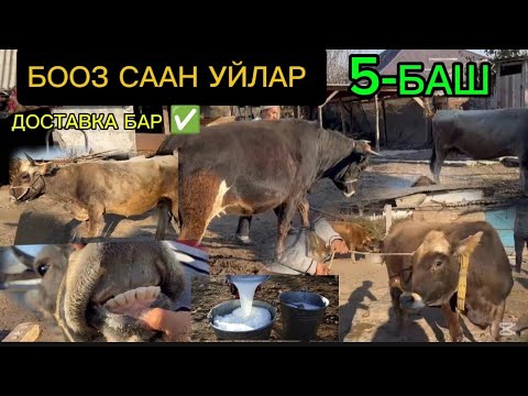 Видео: 5-БАШ СААН БООЗ УЙЛАР КУНАЖЫНДАР САТЫЛАТ ЧҮЙ ОБЛУСУ СОКУЛУК РАЙОНУНДА ТЕЛ ЭЭСИ ЧАЛЫҢЫЗ ДОСТАВКА БАР 