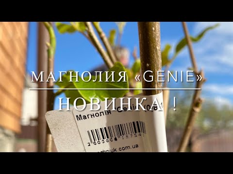 Видео: Магнолия «Genie» / Новинка 2022 г.