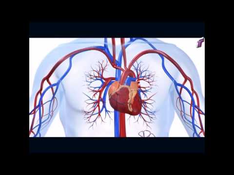 Видео: Один день из жизни. Кардиолог