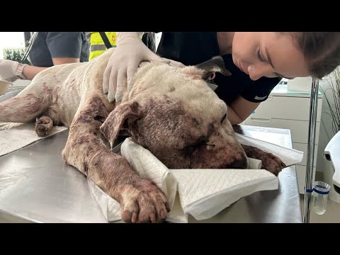 Видео: Оставшись сломленным и одиноким, Рок боролся за жизнь — то, что произошло дальше, растопит ваше