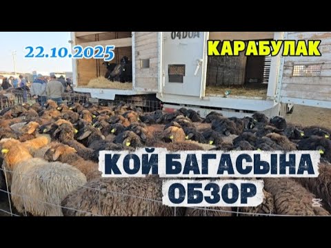 Видео: Қой бағасы. Қарабұлақ мал базар
