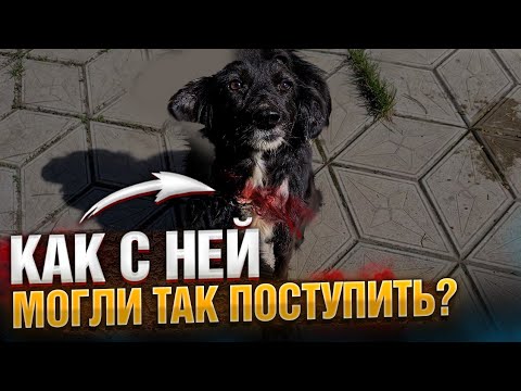 Видео: Собака с разорванной шеей от ошейника😥 Хасю ВИДЕЛИ?! Где он?