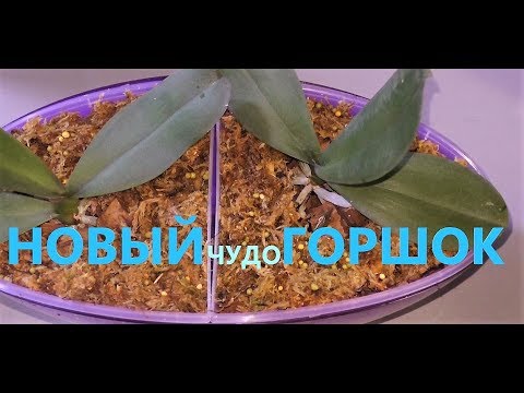 Видео: Phal  Sogo Yukidian пересадка.  Новый домик для двоих.  Тестирую чудесный горшок для орхидей.