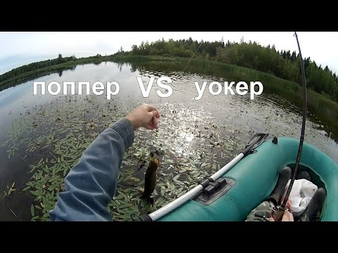 Видео: Поппер VS уокер: это праздник какой-то (видео-отчет) рыбалка сентябрь 2015 Ловля щуки на поппер