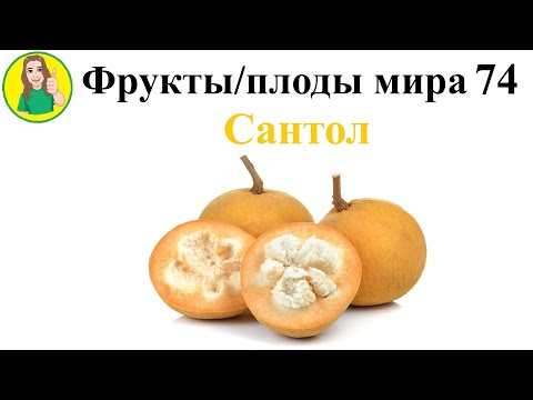 Видео: Фрукты   плоды мира 74 – Сантол Сыроедение Фрукторианство Ложный мангостин мангустин