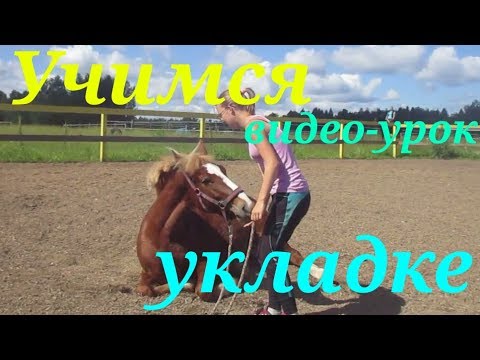Видео: Учим лошадь команде "Укладка"/ как научить лошадь ложиться?☺ |  Barcelona - equestrian
