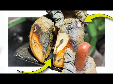 Видео: из ее пятки торчит ОГРОМНЫЙ КУСОК... и даже не упоминайте о КАПЛЕ!