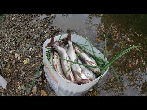 Видео: Ловля ХАРИУСА в таёжной речке/Яма напрочь забита хариусом!Fischen "Äsche"/Fishing "grayling"