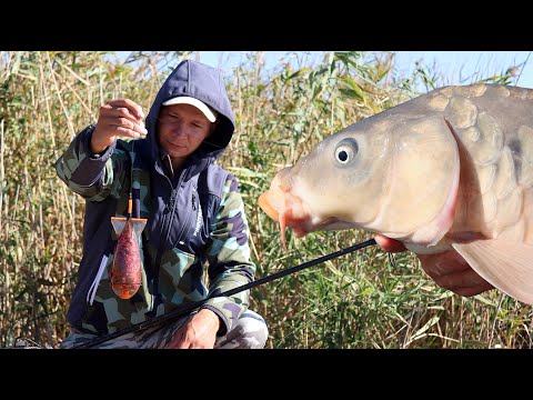 Видео: ВОЛНЫ КАК НА МОРЕ, А САЗАН ПРЁТ, РЫБАЛКА НА КАРПА, КЛЁВ РЫБЫ, СНАСТИ ДЛЯ ЛОВЛИ КРУПНОЙ РЫБЫ