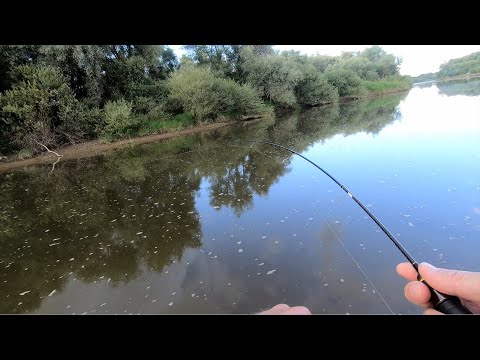 Видео: Дністер. Окунь і карп на мормишку спінінгом. Зачароване місце))  (Mukai AS-1511)