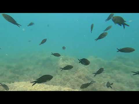 Видео: Дайвинг в Широкой балке, Черное море, 19 августа 2025