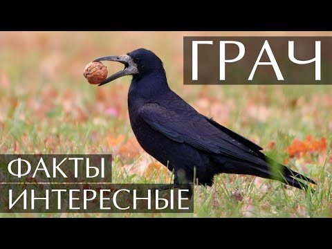 Видео: Грач интересные факты